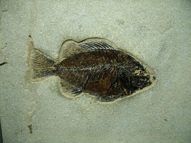 Framed Fossilized “Green River” Fish (052020a) - Image 2
