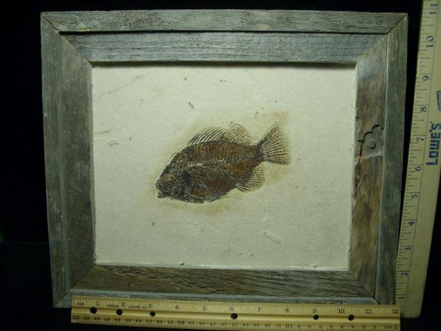 Framed Fossilized “Green River” Fish (052020b) - Image 3