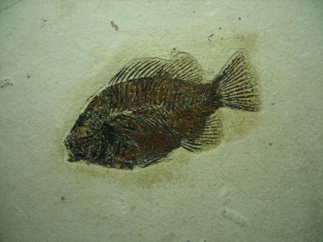 Framed Fossilized “Green River” Fish (052020b) - Image 2