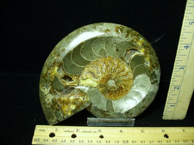 Relief Carved Fossil Ammonite  (052020k)