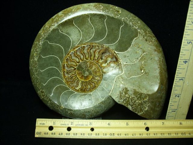 Relief Carved Fossil Ammonite  (052020m)