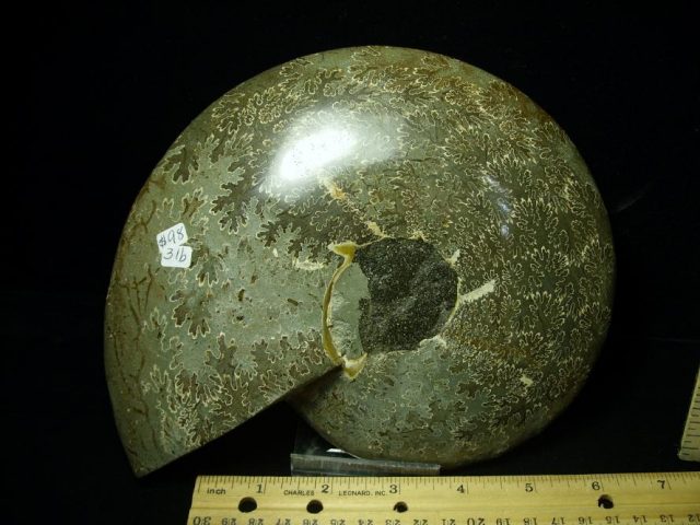 Relief Carved Fossil Ammonite  (052020m) - Image 2
