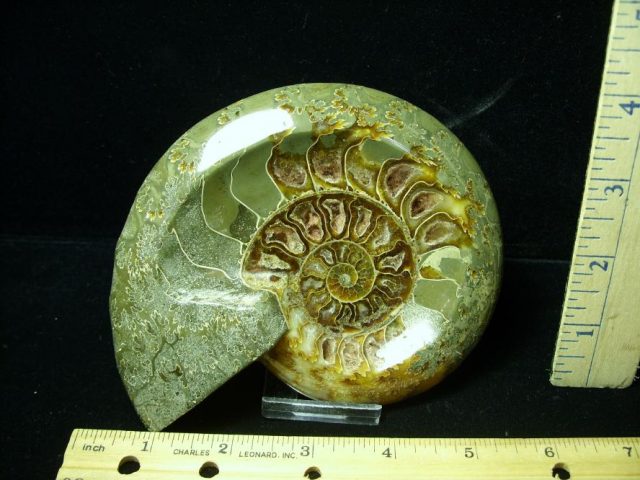 Relief Carved Fossil Ammonite  (052020n)