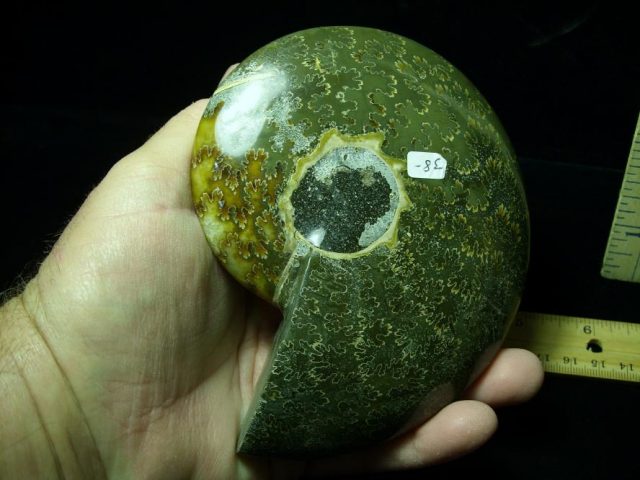 Relief Carved Fossil Ammonite  (052020n) - Image 2