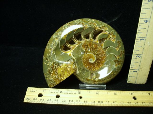 Relief Carved Fossil Ammonite  (052020p)