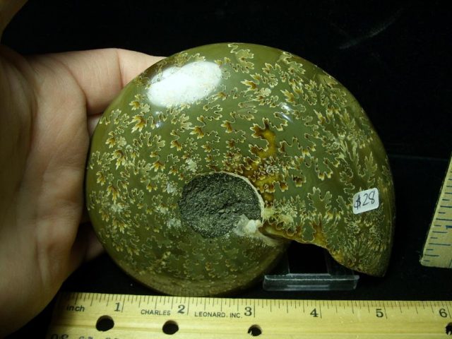 Relief Carved Fossil Ammonite  (052020p) - Image 2