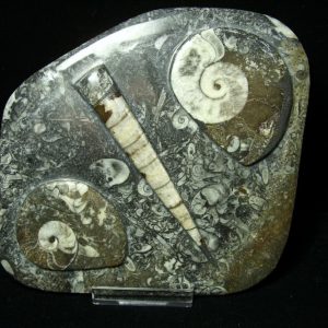 Moroccan Orthoceras/Ammonite Plates