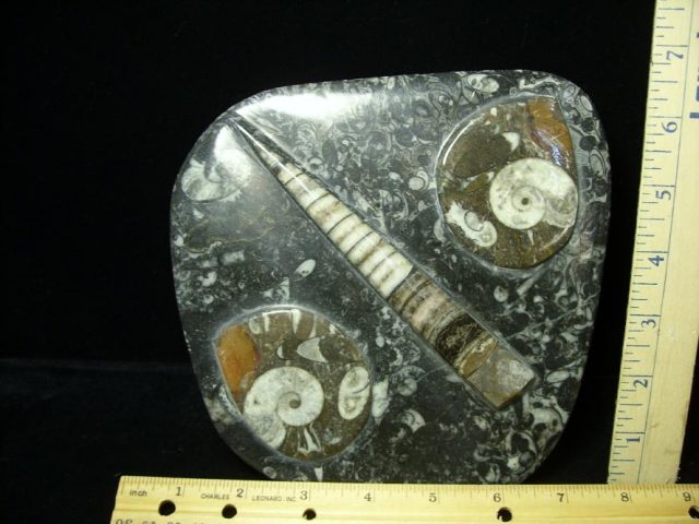 Orthoceras & Ammonite Rock Plate (052120f)