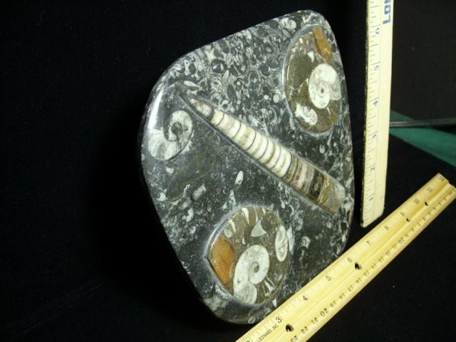 Orthoceras & Ammonite Rock Plate (052120f) - Image 2