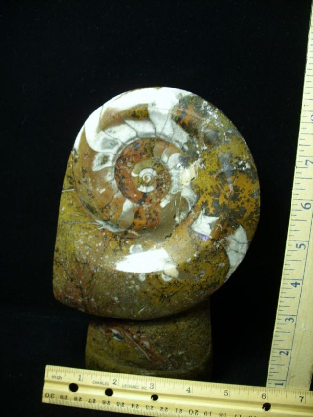 Polished  Ammonite Rock Plate (052120h)