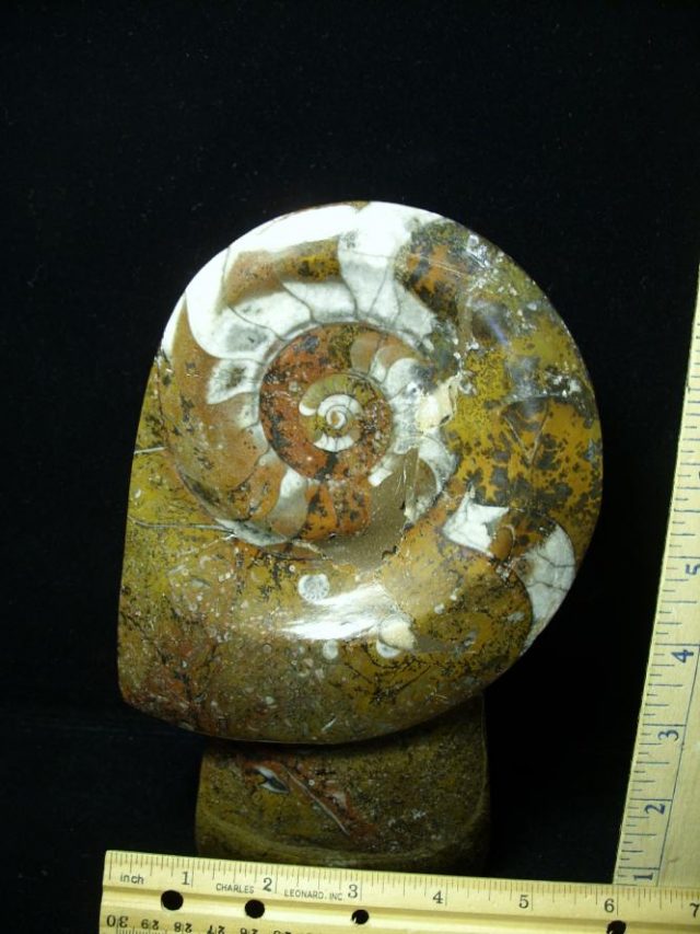 Polished  Ammonite Rock Plate (052120h) - Image 2