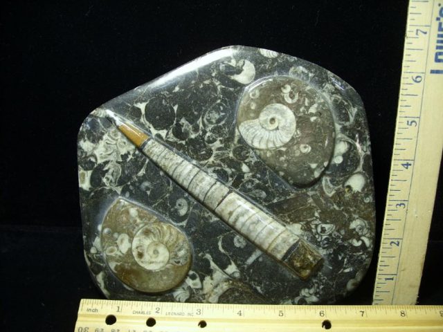 Orthoceras & Ammonite Rock Plate (052120k)
