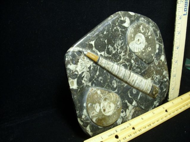 Orthoceras & Ammonite Rock Plate (052120k) - Image 2