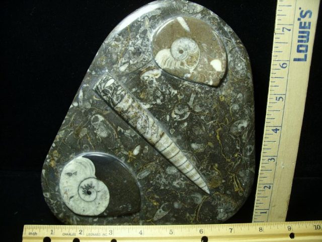 Orthoceras & Ammonite Rock Plate (052220a)