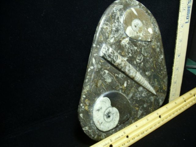 Orthoceras & Ammonite Rock Plate (052220a) - Image 2