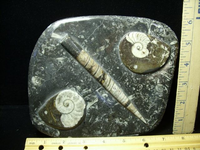 Orthoceras & Ammonite Rock Plate (052220b)