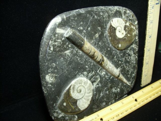 Orthoceras & Ammonite Rock Plate (052220b) - Image 2
