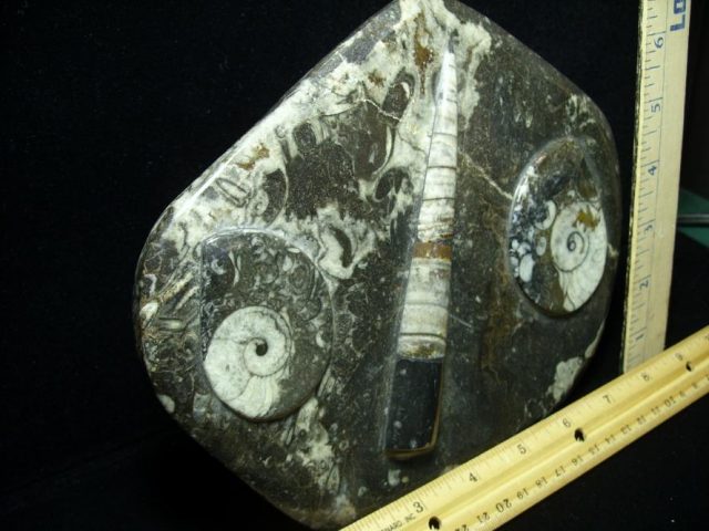 Orthoceras & Ammonite Rock Plate (052220c) - Image 2