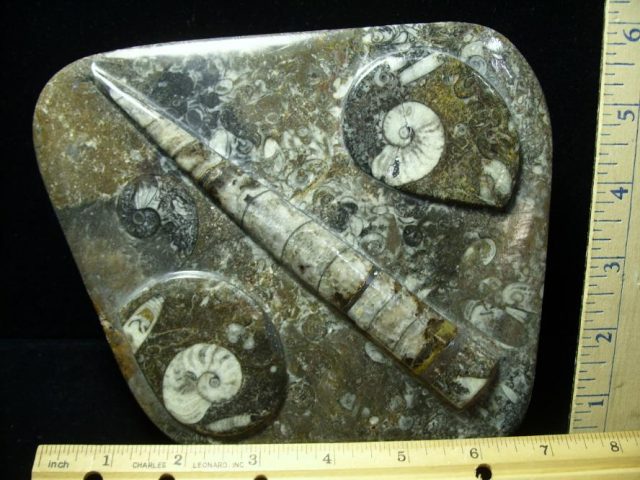 Orthoceras & Ammonite Rock Plate (052220d)