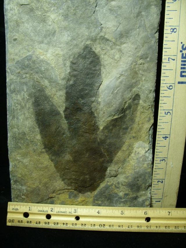 dinosaur fossil footprints for sale