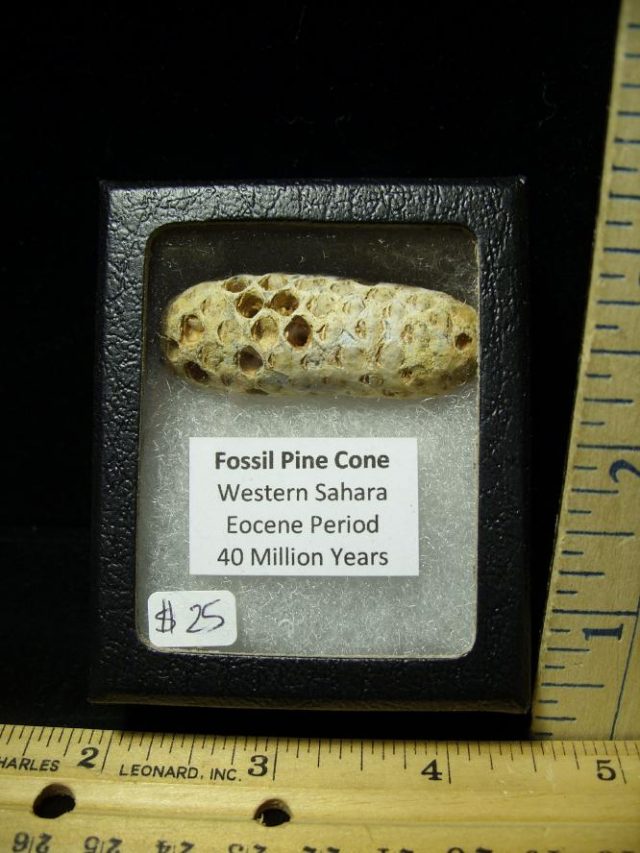 Fossil Pine Cone  (052220f)