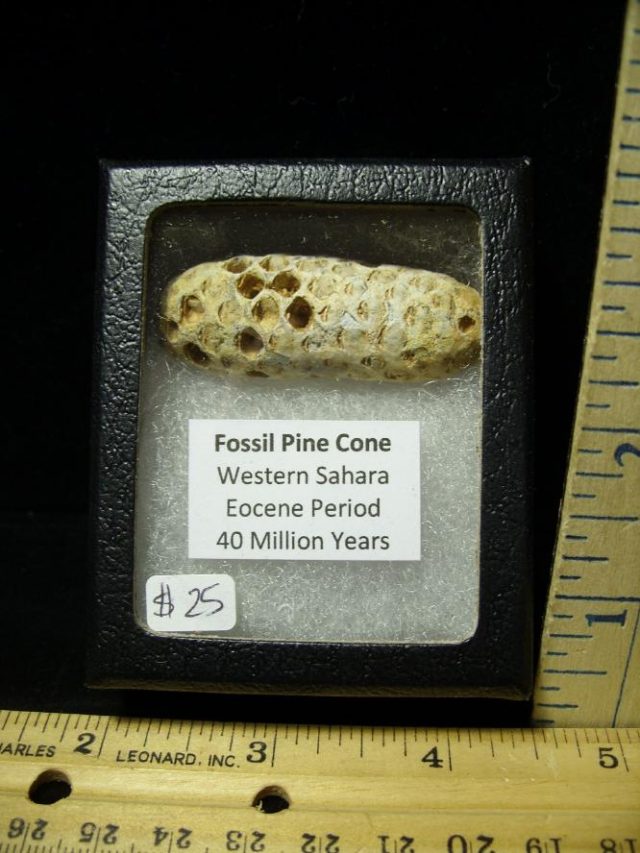 Fossil Pine Cone  (052220f) - Image 2
