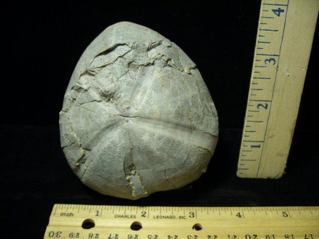 Fossil Sea Urchin (Echinoid) (052220h)
