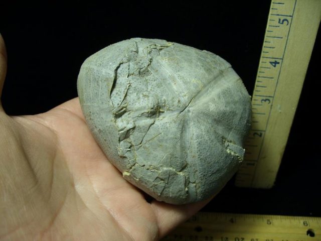 Fossil Sea Urchin (Echinoid) (052220h) - Image 2