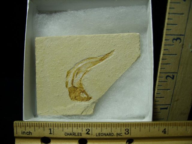 Lebanon Fossil Fish  (052220j)
