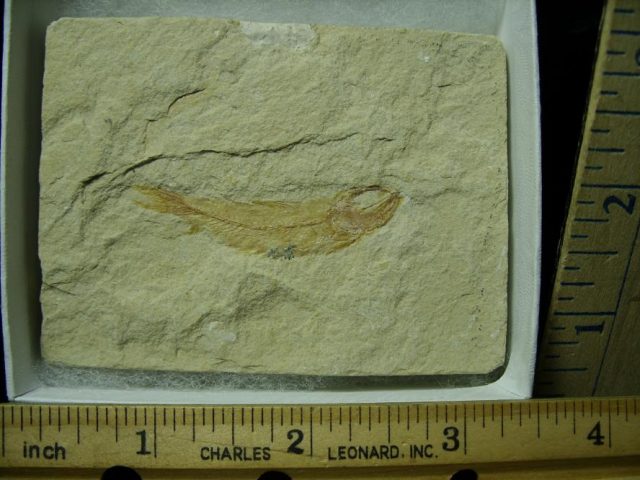 Lebanon Fossil Fish  (052220k)