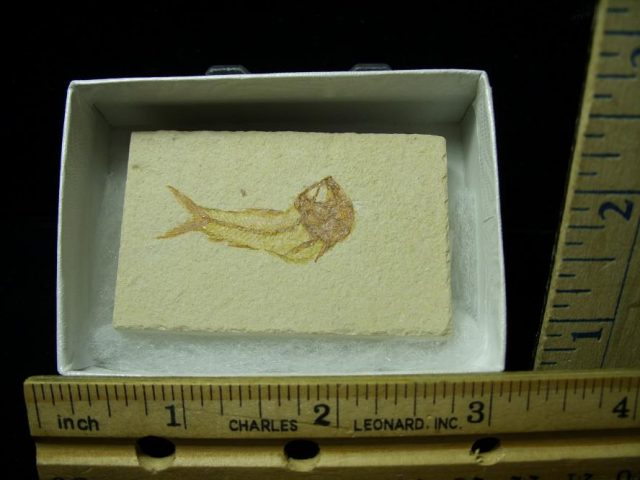 Lebanon Fossil Fish  (052220m)
