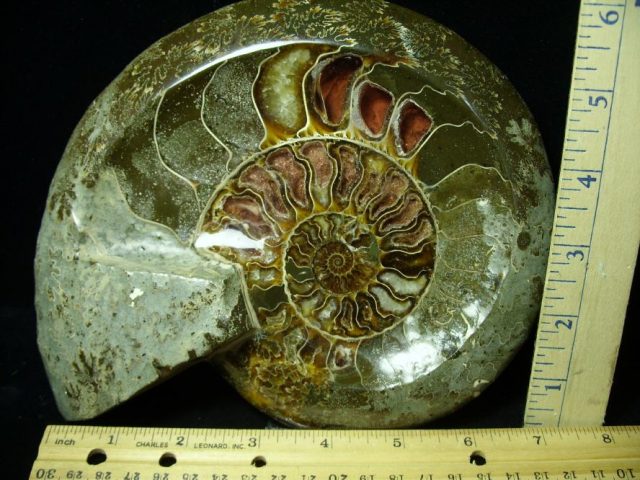 Relief Carved Fossil Ammonite  (052320b)