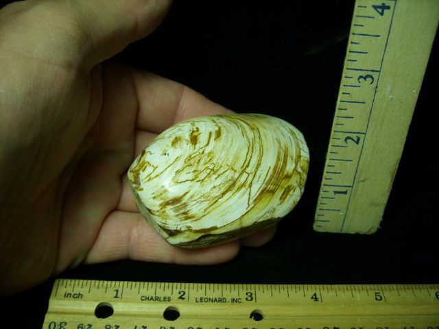 Fossil Clam  “Bivalve” (052320h)