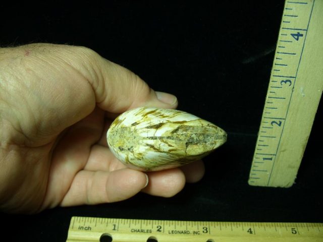 Fossil Clam  “Bivalve” (052320h) - Image 2