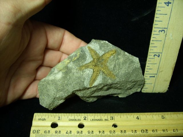 Fossilized Starfish (052320j)