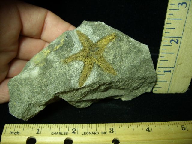 Fossilized Starfish (052320j) - Image 2