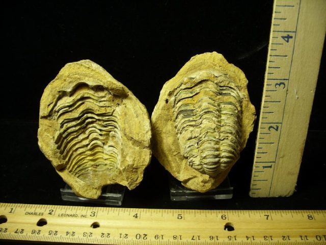 Fossil  Trilobite  in Nodule (052320m)