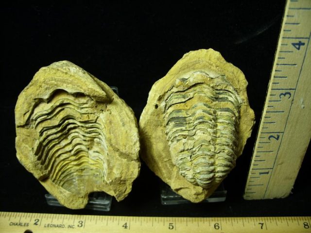 Fossil  Trilobite  in Nodule (052320m) - Image 2
