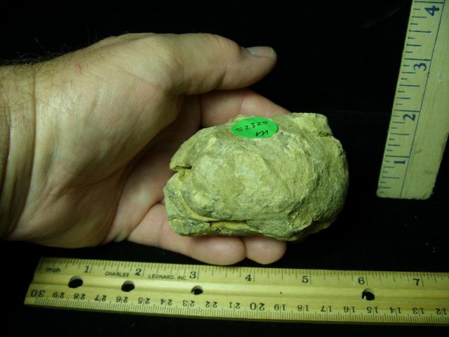 Fossil  Trilobite  in Nodule (052320m) - Image 3