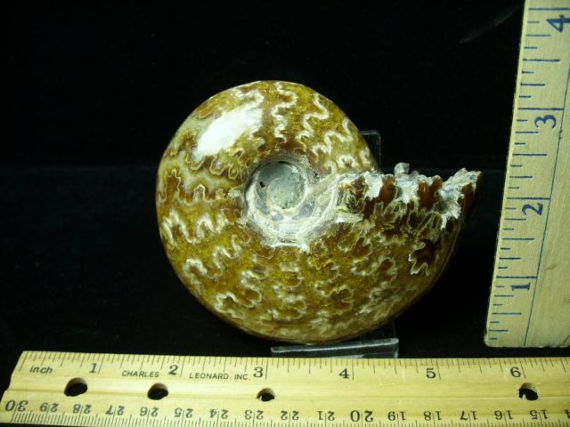 Ammonite with Suture Patterns (052520g)