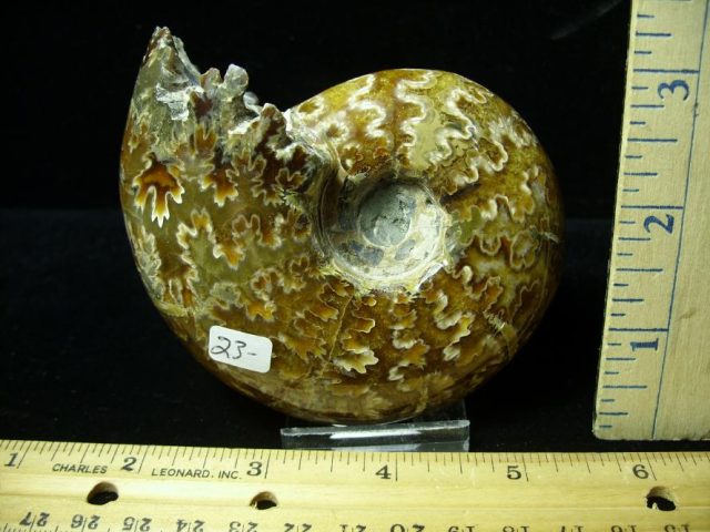 Ammonite with Suture Patterns (052520g) - Image 2