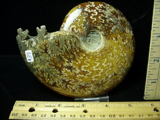 Ammonite with Suture Patterns (052520h)