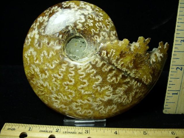 Ammonite with Suture Patterns (052520h) - Image 2