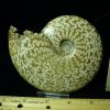 Ammonite with Suture Patterns (052520k)