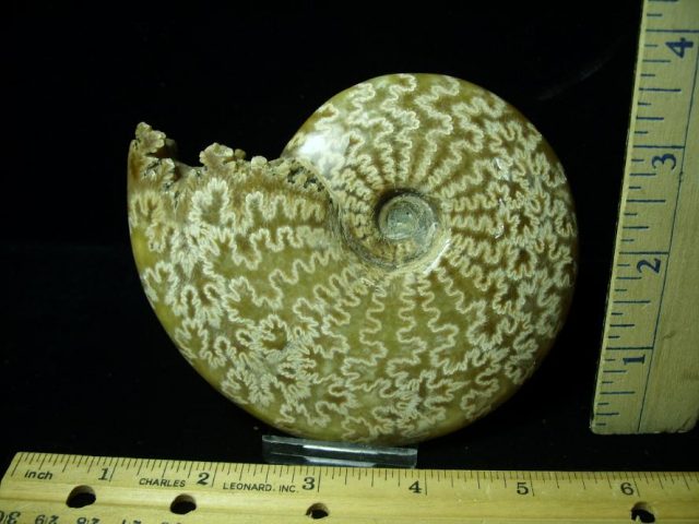Ammonite with Suture Patterns (052520k)