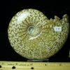 Ammonite with Suture Patterns (052520k) - Image 2