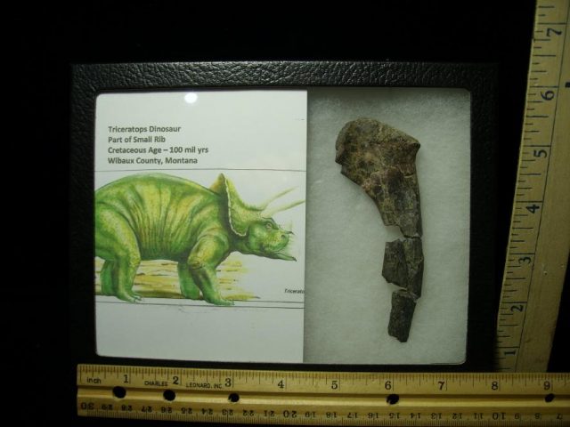 Triceratops Rib bone (052820a)