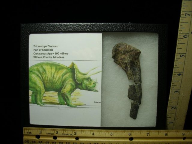 Triceratops Rib bone (052820a) - Image 2