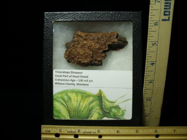 Triceratops Head Frill (052820b)