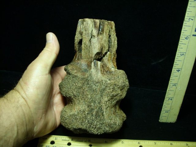 Ankylosaur Dinosaur Tail Bone– (052820c)
